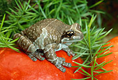 FRG 01 TK0029 01
Amazonian Milk Frog Stitting By Plants