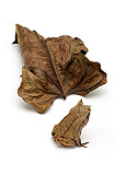 FRG 01 TK0030 01
Asian Horned Frog Stitting By Brown Leaf On White Seamless Studio