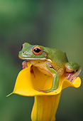 FRG 01 TK0031 01
White-Lipped Tree Frog Stitting On Yellow Lily Flower