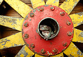FRG 01 TK0032 01
White's Tree Frog Stitting In Hub Of Wagon Wheel