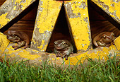FRG 01 TK0033 01
Three White's Tree Frogs Stitting On Wagon Wheel