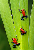 FRG 01 TK0034 01
Three Strawberry Poison Dart Frogs Climbing On Leaf