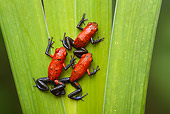 FRG 01 TK0035 01
Three Strawberry Poison Dart Frogs Climbing On Leaf