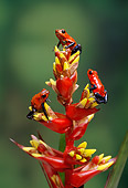 FRG 01 TK0036 01
Three Strawberry Poison Dart Frogs Climbing On Plant