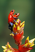 FRG 01 TK0037 01
Two Strawberry Poison Dart Frogs Climbing On Plant