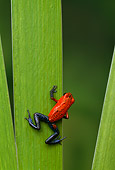 FRG 01 TK0038 01
Strawberry Poison Dart Frog Climbing On Leaf