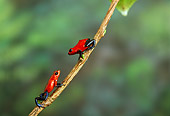 FRG 01 TK0039 01
Two Strawberry Poison Dart Frogs Climbing On Vine