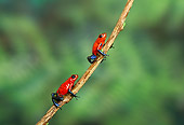 FRG 01 TK0040 01
Two Strawberry Poison Dart Frogs Climbing On Vine