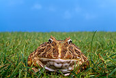 FRG 01 TK0042 01
Ornate Horned Frog Sitting In Grass Facing Camera Blue Sky
