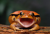 FRG 01 TK0043 01
Guinet's Tomato Frog Croaking On Log Facing Camera
