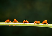 FRG 01 TK0044 01
Five Golden Mantella Frogs Climbing On Green Stem Facing Camera