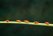 FRG 01 TK0045 01
Five Golden Mantella Frogs Climbing On Green Stem