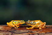 FRG 01 TK0046 01
Profile Of Two Sedge Frogs Kissing On Log