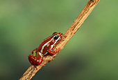 FRG 01 TK0047 01
Profile Of Phantasmal Poison Dart Frog Climbing Branch