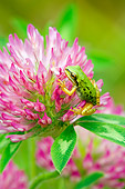 FRG 01 TL0001 01
Pacific Tree Frog Sitting On Pink Flower