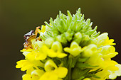 FRG 01 TL0002 01
Pacific Tree Frog Sitting On Yellow Flower