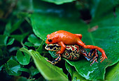 FRG 02 BA0001 01
Male And Female Golden Toads Mating