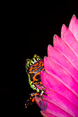 FRG 02 JZ0001 01
Fire-Bellied Toad Sitting On Pink Flower In Dark