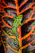 FRG 02 JZ0002 01
Fire-Bellied Toad Sitting On Black And Orange Leaf