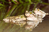 FRG 02 MC0001 01
Couch's Spadefoot Toads Sitting In Pond