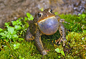 FRG 02 TK0001 01
American Toad Sitting On Grass Croaking