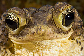 FRG 02 WF0001 01
Head Shot Of Male Puerto Rican Crested Toad