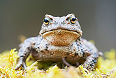 FRG 02 WF0002 01
European Common Toad Male Resting On Moss