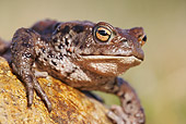 FRG 02 WF0003 01
European Common Toad Resting On Rock