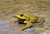 FRG 02 WF0004 01
European Common Toad Sitting In Shallow Water