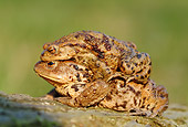 FRG 02 WF0005 01
European Common Toads On Breeding Migration
