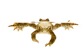 FRG 02 WF0006 01
European Common Toad Swimming In Water On White Seamless