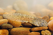 FRG 02 WF0007 01
Common Midwife Toad Tadpole On Stones Underwater