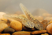 FRG 02 WF0008 01
Common Midwife Toad Tadpoles On Stones Underwater