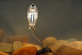 FRG 02 WF0009 01
Common Midwife Toad Tadpole Swimming Underwater