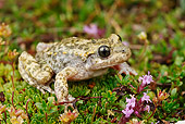 FRG 02 WF0010 01
Common Midwife Toad Sitting On Plants