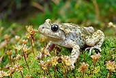 FRG 02 WF0011 01
Common Midwife Toad Sitting On Plants