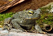 FRG 02 WF0012 01
Asian Giant Toad Sitting On Rock
