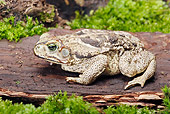 FRG 02 WF0013 01
Rococo Toad Sitting On Wood