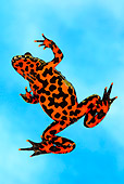 FRG 02 KH0001 01
Oriental Firebelly Toad On Blue Seamless