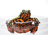 FRG 02 RD0001 01
Firebelly Toad Sitting On Edge Of Container