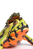 FRG 02 RD0002 01
Firebelly Toad Sitting On Head Of Larger Toad Studio