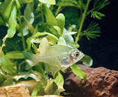 FSH 01 GL0001 01
Asiatic Glassfish Swimming In Aquarium