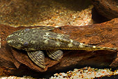 FSH 01 JE0001 01
Cleaner Fish Resting On Log Inside Aquarium