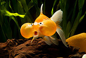 FSH 01 JE0002 01
Goldfish Swimming In Aquarium