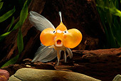 FSH 01 JE0003 01
Goldfish Swimming In Aquarium