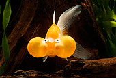 FSH 01 JE0004 01
Bubble-Eyed Goldfish Swimming In Aquarium