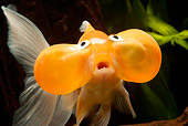 FSH 01 JE0005 01
Close-Up Of Bubble-Eyed Goldfish Swimming In Aquarium