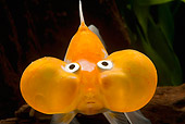 FSH 01 JE0006 01
Close-Up Of Bubble-Eyed Goldfish Swimming In Aquarium