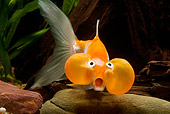 FSH 01 JE0007 01
Bubble-Eyed Goldfish Swimming In Aquarium