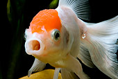FSH 01 JE0008 01
Close-Up Of Lionhead Goldfish Swimming In Aquarium